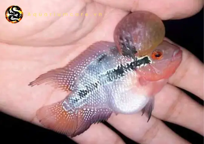 Cá la hán con lai và những giống phổ biến