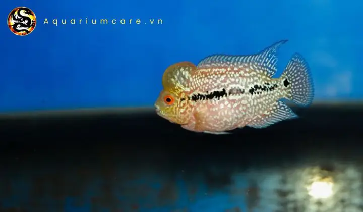 Chế độ dinh dưỡng và thức ăn lý tưởng cho cá la hán bột