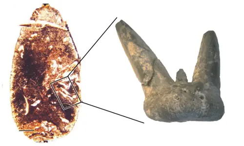 Khám phá Orthacanthus: Con cá mập khổng lồ bí ẩn từ kỷ Carbon