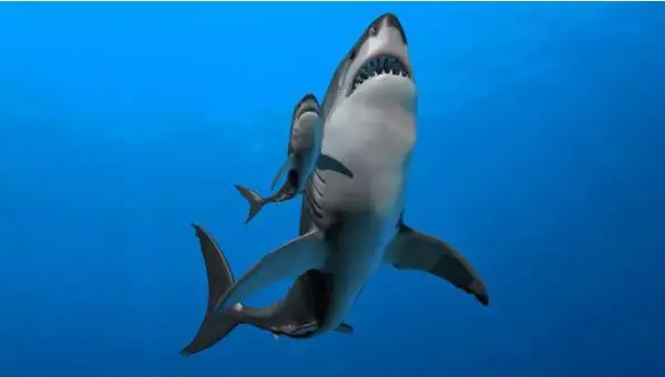 Con Cá Mập Megalodon: Giải Mã Kẻ Săn Mồi Khổng Lồ Cổ Đại