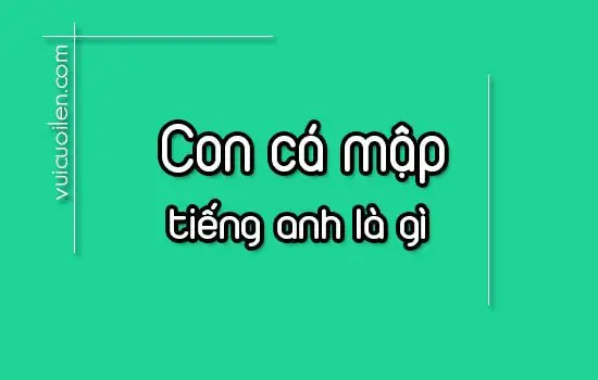 Con Cá Mập Tiếng Anh Là Gì? Khám Phá Từ Vựng Và Các Loài