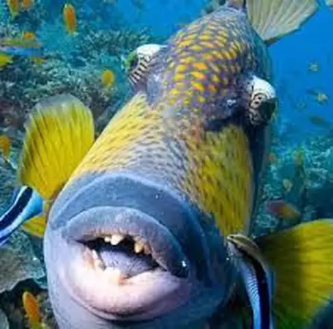 Giải Mã Con Cá Môi Trề: Triggerfish - Loài Cá Độc Đáo Với Đôi Môi Và Hàm Răng Người Giải Mã Con Cá Môi Trề: Triggerfish - Loài Cá Độc Đáo Với Đôi Môi Và Hàm Răng Người