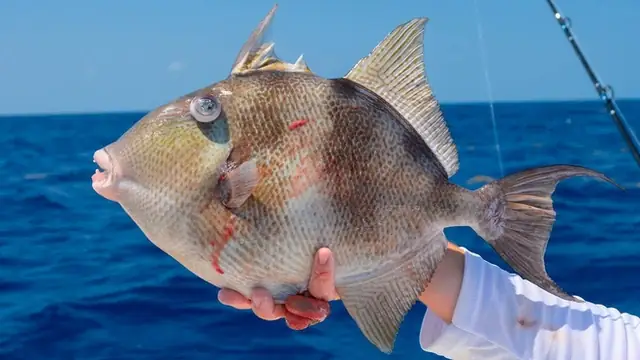 Giải Mã Con Cá Môi Trề: Triggerfish - Loài Cá Độc Đáo Với Đôi Môi Và Hàm Răng Người Giải Mã Con Cá Môi Trề: Triggerfish - Loài Cá Độc Đáo Với Đôi Môi Và Hàm Răng Người