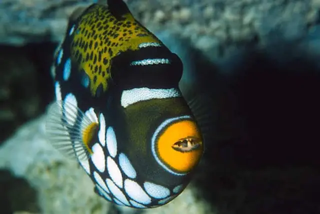 Giải Mã Con Cá Môi Trề: Triggerfish - Loài Cá Độc Đáo Với Đôi Môi Và Hàm Răng Người Giải Mã Con Cá Môi Trề: Triggerfish - Loài Cá Độc Đáo Với Đôi Môi Và Hàm Răng Người