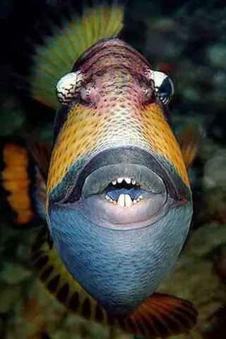 Giải Mã Con Cá Môi Trề: Triggerfish - Loài Cá Độc Đáo Với Đôi Môi Và Hàm Răng Người Giải Mã Con Cá Môi Trề: Triggerfish - Loài Cá Độc Đáo Với Đôi Môi Và Hàm Răng Người