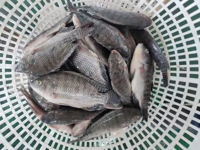Cá rô phi nguyên con là gì?