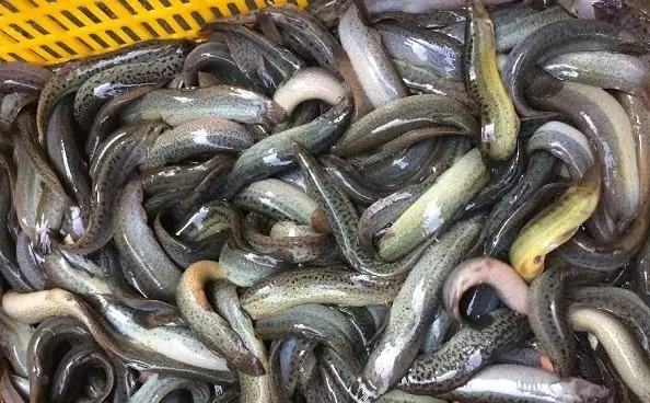Con Cá Trạch Thứ 2: Đặc điểm, môi trường sống và cách chăm sóc
