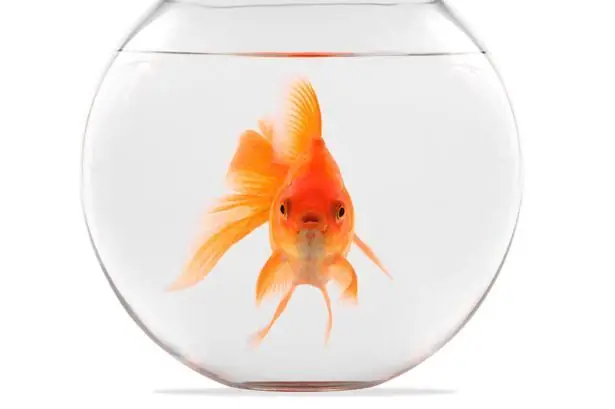 Khúc Xạ Ánh Sáng Khi Quan Sát **Con Cá Vàng Trong Bể Nước**