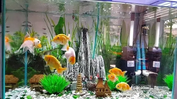 Cách Tính Và Chọn Công Suất Máy Bơm Bể Cá Phù Hợp Nhất