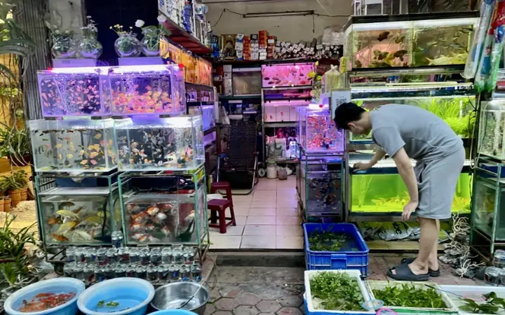 Cửa hàng bán cá cảnh nổi tiếng Nin Trần tại Đà Nẵng