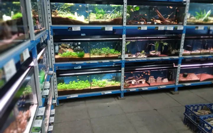 Cửa hàng bán cá cảnh giá rẻ Tèo tại đà nẵng