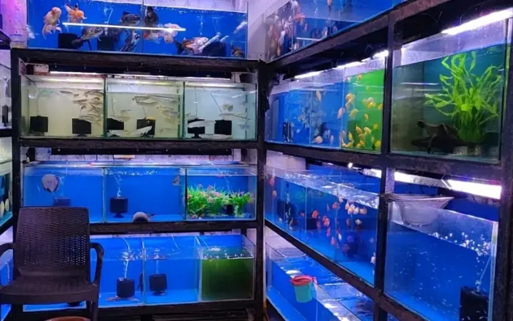 Cửa hàng cá cảnh chất lượng Tuấn Khôi ở Đà Nẵng
