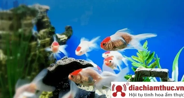 Top Cửa Hàng Bán Cá Cảnh Quận Bình Thạnh Chất Lượng