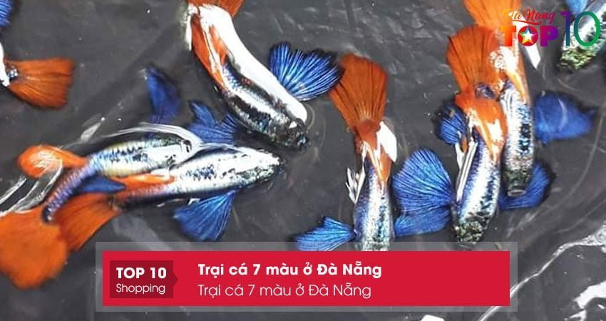 Cửa hàng cá bảy màu tại Cẩm Bắc 1, Cẩm Lệ Đà Nẵng