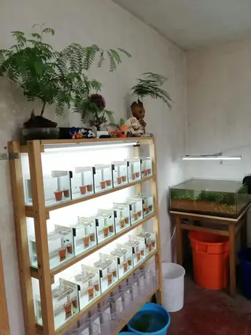 Cẩm Nang Tìm Cửa Hàng Cá Betta Uy Tín & Chất Lượng
