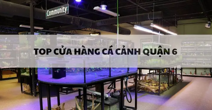 top cửa hàng cá cảnh q6 top cửa hàng cá cảnh q6