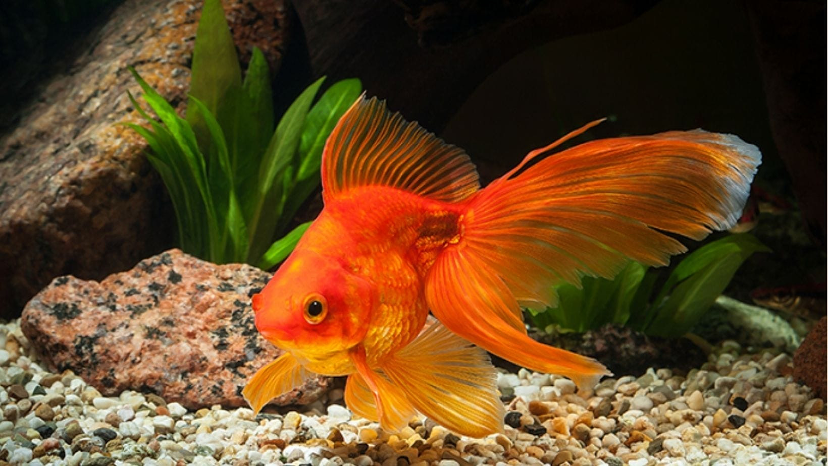 Cửa hàng cá cảnh chất lượng với nhiều dòng cá Guppy độc đáo