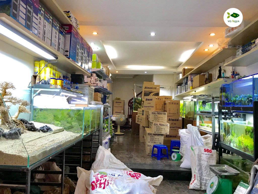 Cửa hàng cá cảnh chuyên nghiệp tại Hoàng Gia Bắc Giang