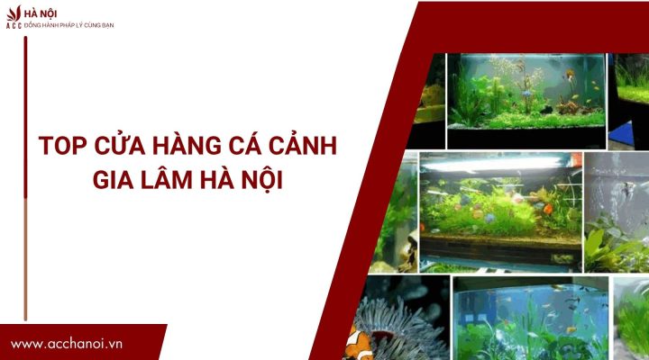 Cửa hàng cá cảnh Gia Lâm với đa dạng loài cá và phụ kiện thủy sinh