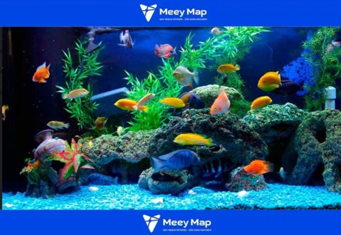 Cửa hàng cá cảnh Hạ Long cung cấp đa dạng các loài cá cảnh khỏe mạnh