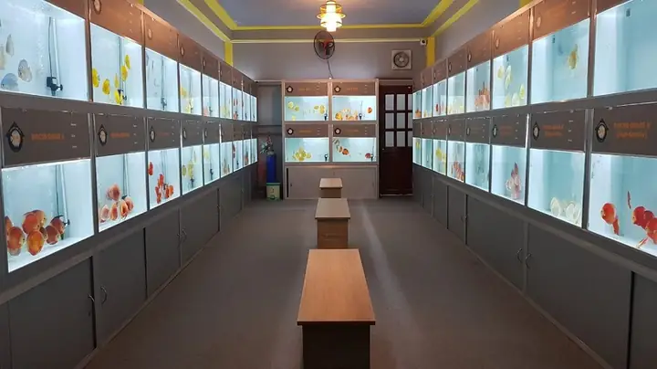 Danh Sách Cửa Hàng Cá Cảnh Hải Dương Chất Lượng Cao
