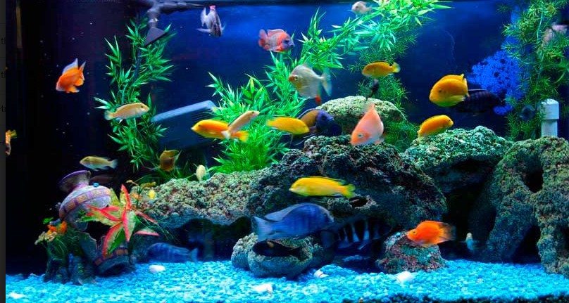 Cửa hàng Cá Cảnh Tài nổi tiếng với cá cảnh giá rẻ tại Đà Nẵng