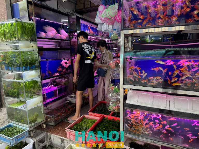Cửa hàng Cá cảnh Thanh Tùng hỗ trợ tư vấn chọn cá và thiết bị nuôi cá cảnh tại Hà Nội