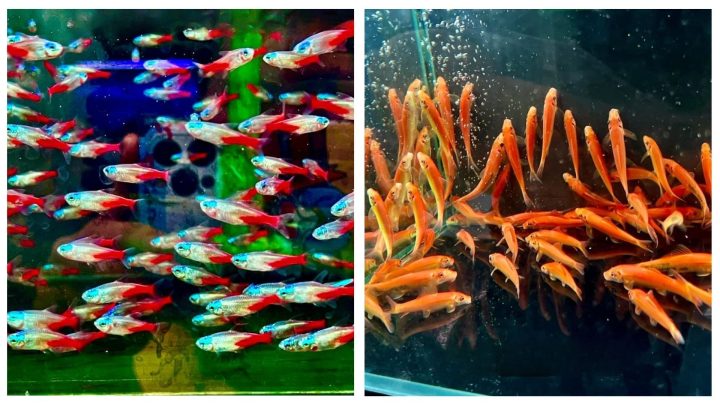 Cửa hàng cá cảnh Trung Aquarium