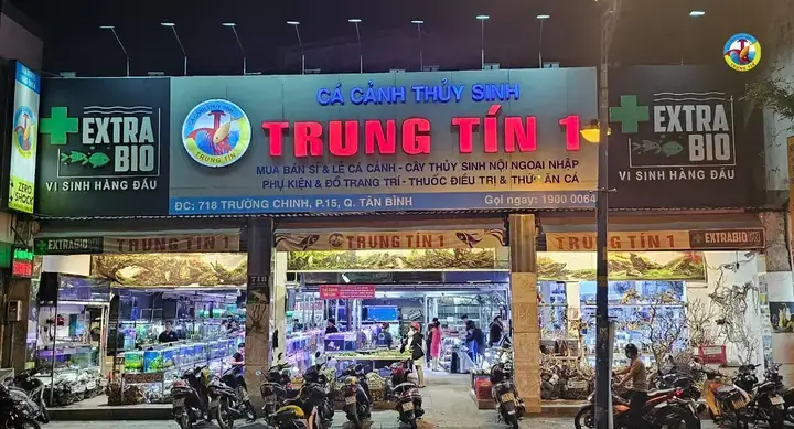 Cửa hàng cá cảnh Trung Tín: Thông tin chi tiết và đánh giá từ A-Z
