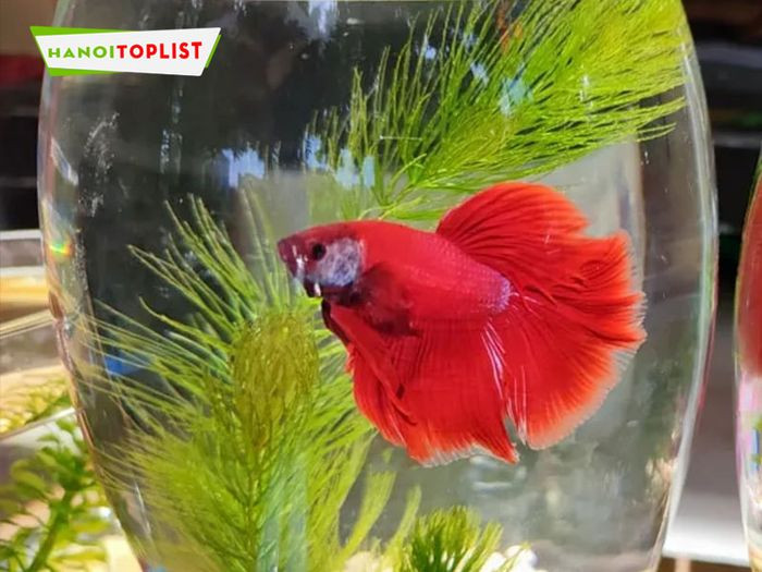 Cửa hàng cá cảnh Vũ Aqua với nhiều bể cá trưng bày các loại cá betta và cá cảnh khác
