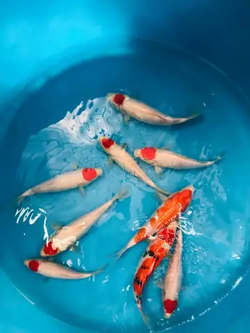 Top 10 Cửa Hàng Cá Koi Uy Tín và Chất Lượng Tại Hà Nội