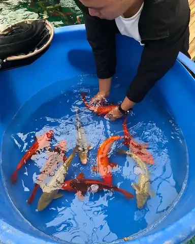 Top 10 Cửa Hàng Cá Koi Uy Tín và Chất Lượng Tại Hà Nội