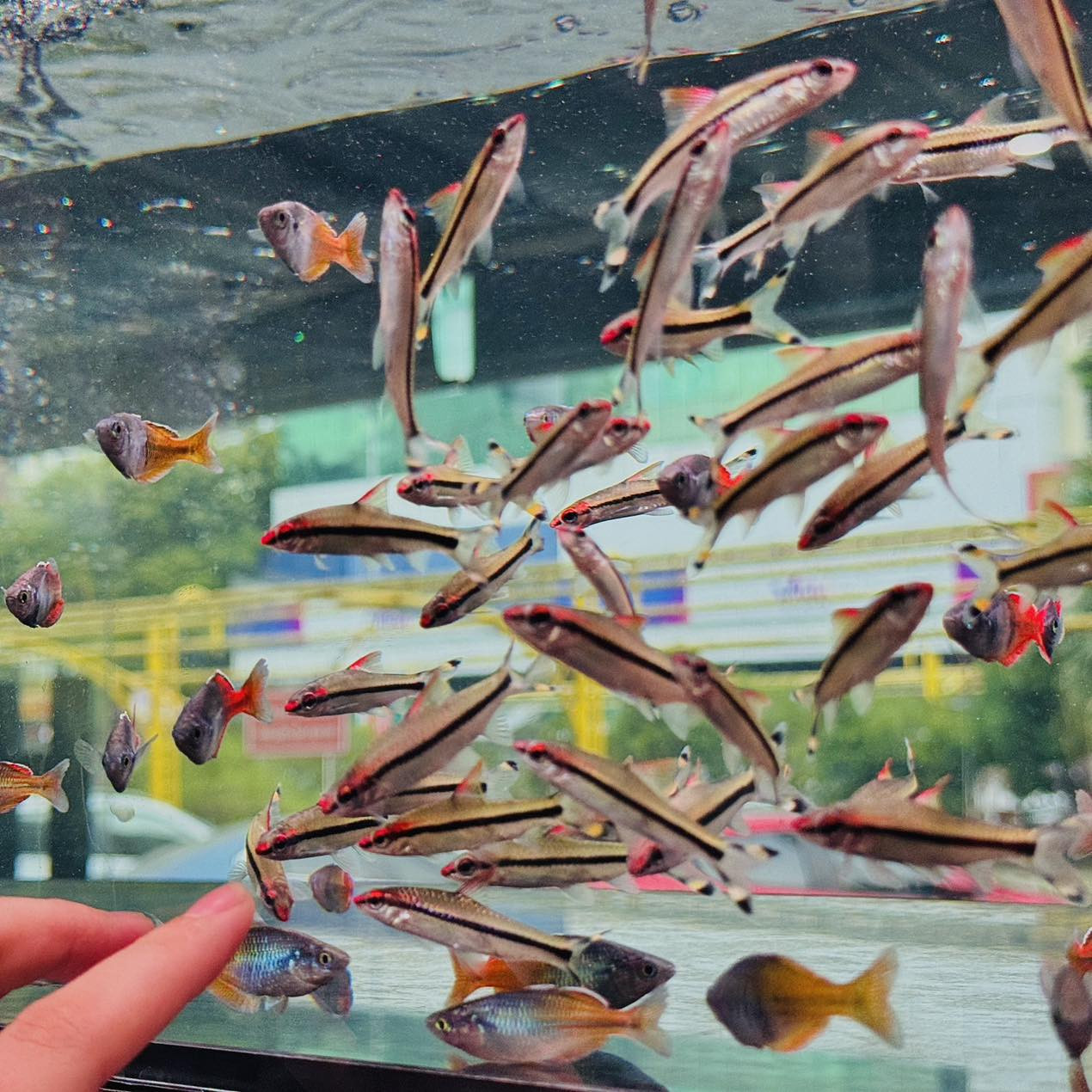 Cửa hàng Lyn Aquatic Fish với nhiều loài cá cảnh, Đà Nẵng