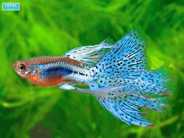 Cửa hàng Tân Tiến chuyên cung cấp cá cảnh biển tại Biên Hòa