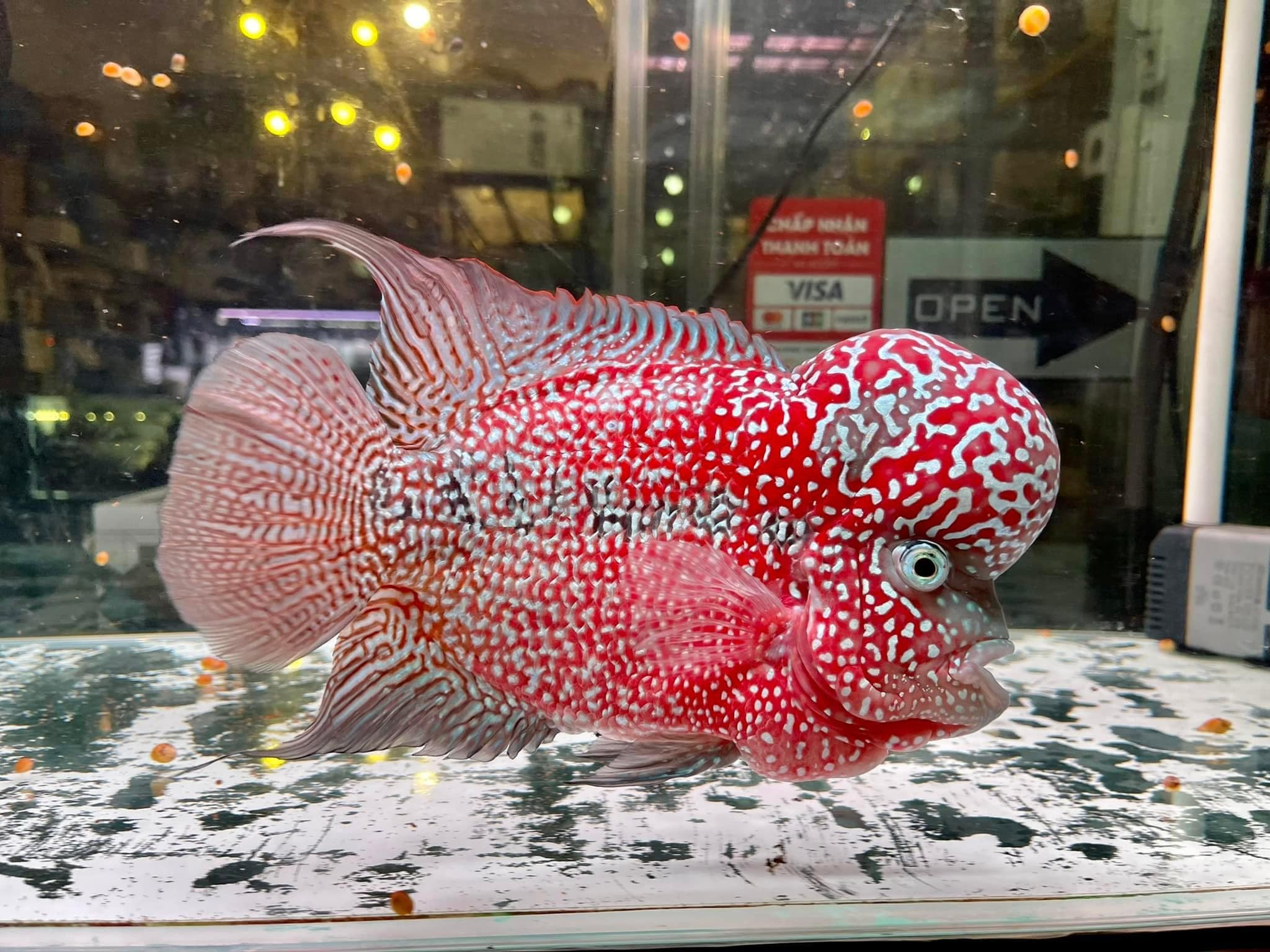 Cửa hàng Thủy Sinh Ant Aqua với đa dạng cây cảnh, Đà Nẵng