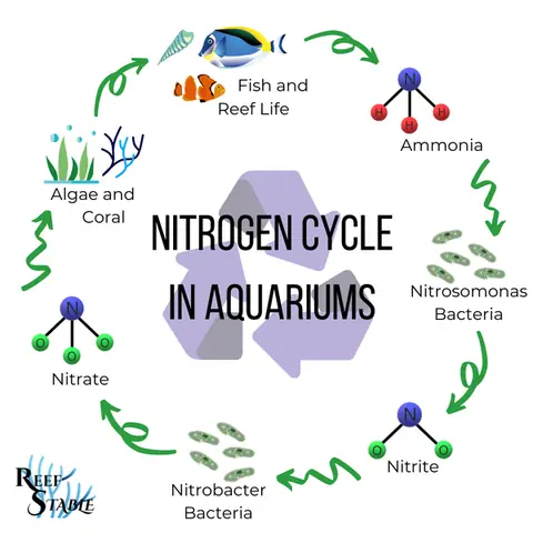 Hướng Dẫn Cycle Hồ Cá Biển Cho Người Mới Bắt Đầu