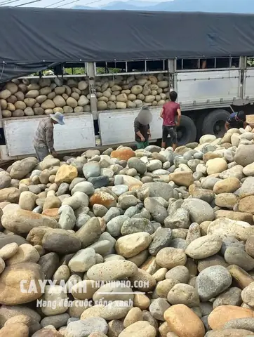 Đá Cuội Trang Trí Hồ Cá: Chọn Lựa & Bố Trí Đẹp Tự Nhiên