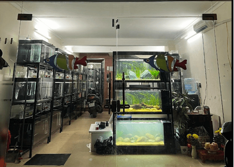 Đa dạng cá cảnh tại ST Aquatic