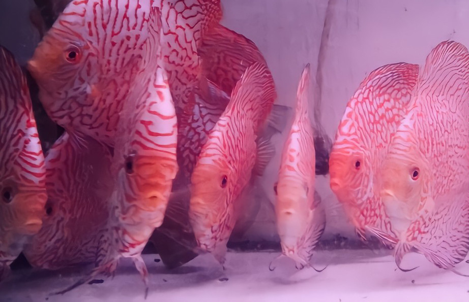 Đa dạng các loài cá cảnh quý hiếm đang được ươm nuôi tại trang trại cá cảnh Tân An của kỹ sư Đặng Sơn