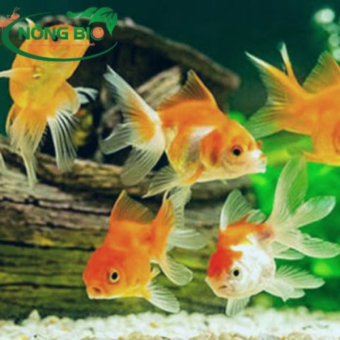 Đa dạng hình thức sinh sản của cá cảnh: đẻ trứng và đẻ con