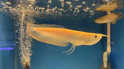 Đặc Điểm Nổi Bật Của Cá Vàng: Hướng Dẫn Chi Tiết Đặc Điểm Nổi Bật Của Cá Vàng: Hướng Dẫn Chi Tiết