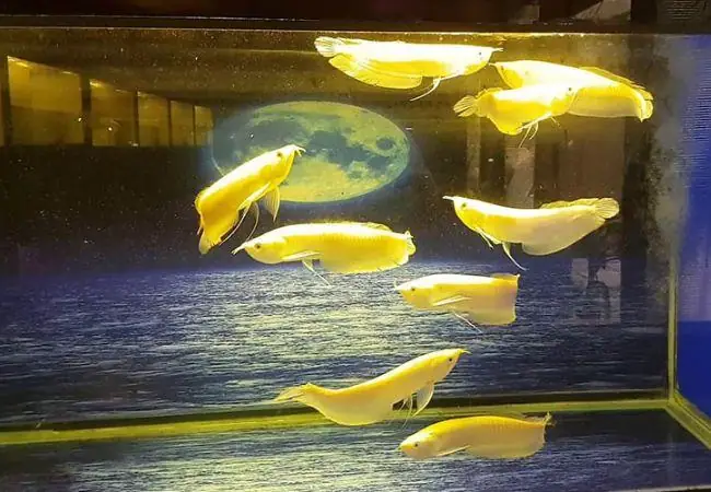 Đặc Điểm Nổi Bật Của Cá Vàng: Hướng Dẫn Chi Tiết Đặc Điểm Nổi Bật Của Cá Vàng: Hướng Dẫn Chi Tiết