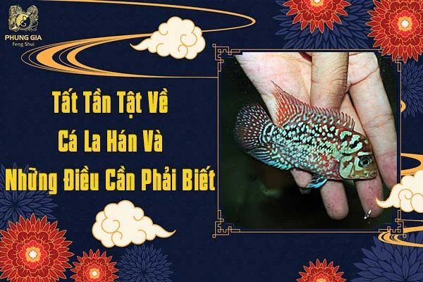 Đặc điểm nổi bật của cá La Hán, loài cá cảnh phong thủy