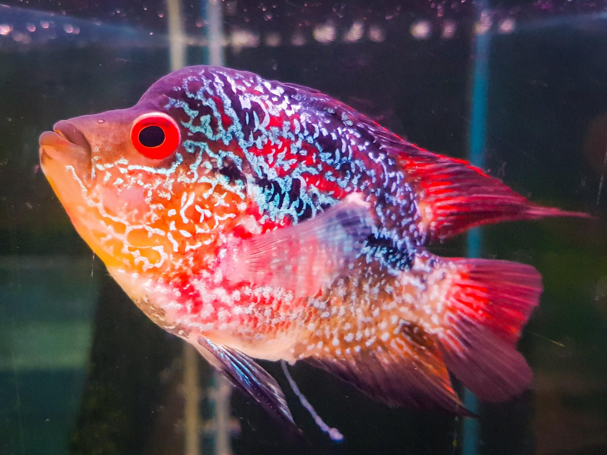 Đặc điểm nổi bật qua hình ảnh cá La Hán trưởng thành