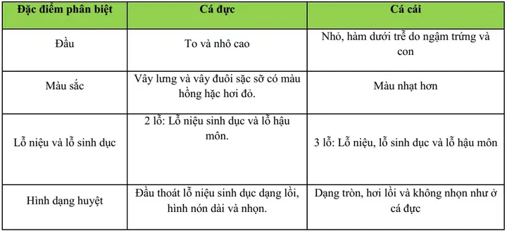 Khám phá đặc điểm sinh học của cá rô phi