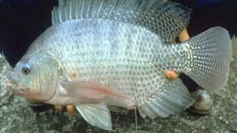 Khám phá đặc điểm sinh học của cá rô phi