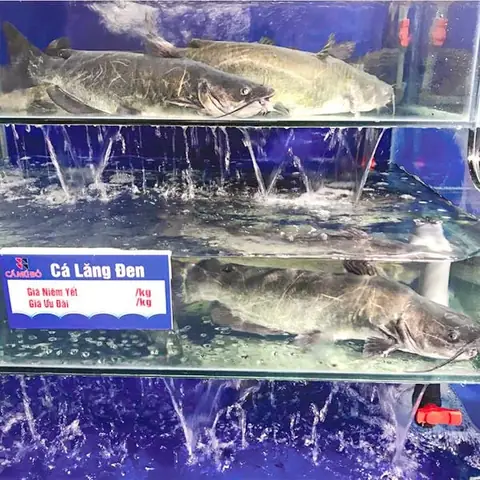 Khám Phá Đặc Sản Cá Nước Ngọt Đậm Đà Hương Vị Việt