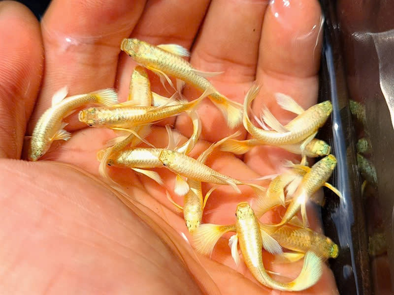 Đàn cá bảy màu full gold khỏe mạnh bơi lội