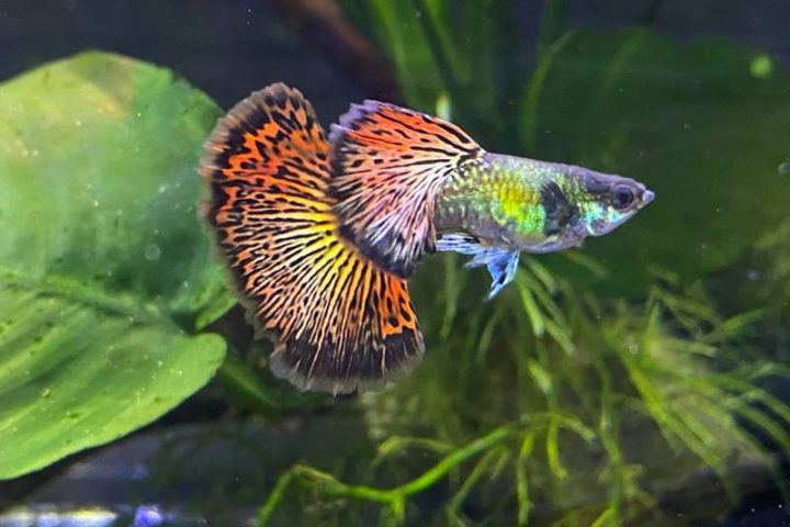 Đàn cá bảy màu tạp với vây rồng đỏ rực rỡ bơi lội trong bể thủy sinh.