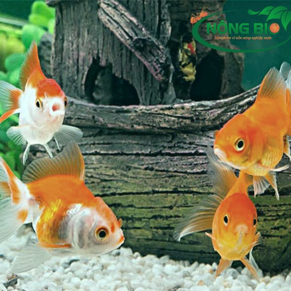 Đàn cá cảnh đa dạng bơi lội trong môi trường tự nhiên, thể hiện sự phong phú của sinh học cá cảnh
